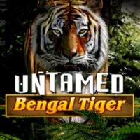 Untamed Bengal Tiger
