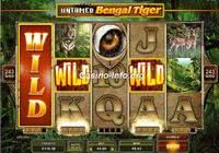 Untamed Bengal Tiger